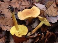 Tricholoma sulphureum 