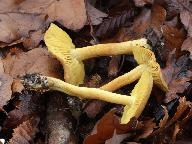 Tricholoma sulphureum 