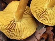 Tricholoma sulphureum 