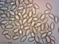 Hebeloma crustuliniforme 