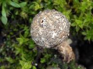 Tulostoma brumale 