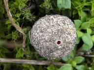 Tulostoma brumale 