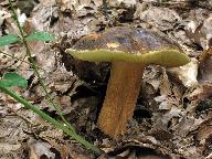 Boletus aereus 