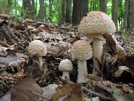 Amanita rubescens 