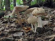 Amanita rubescens 