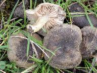 Entoloma opacum 