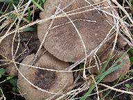 Entoloma opacum