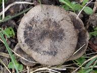 Entoloma opacum