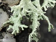 Evernia prunastri 