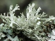 Evernia prunastri 