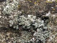 Lecanora albescens 