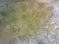 fotobiont (H2O)
