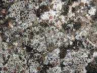 Lecanora albescens