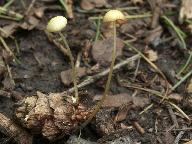 Mycena citrinomarginata