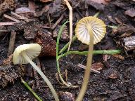 Mycena citrinomarginata