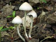 Psathyrella marcescibilis 