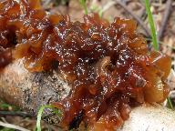 Tremella foliacea 