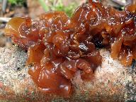 Tremella foliacea