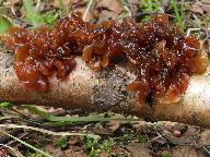 Phaeotremella frondosa