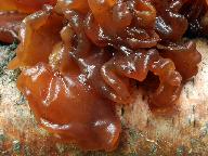 Phaeotremella frondosa