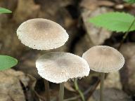 Mycena abramsii 