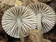 Mycena abramsii 