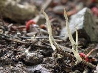 Xylaria oxyacanthae 