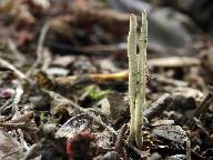 Xylaria oxyacanthae 