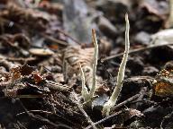 Xylaria oxyacanthae 