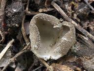 Helvella costifera