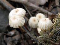 Marasmius rotula