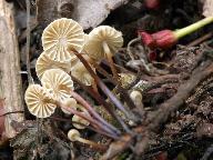 Marasmius rotula 