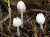 Coprinopsis friesii