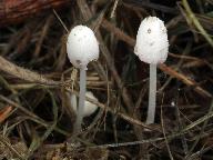 Coprinopsis friesii