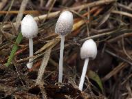 Coprinopsis friesii 