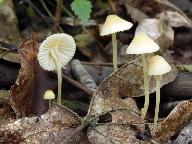 Mycena citrinomarginata 