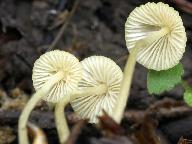 Mycena citrinomarginata 