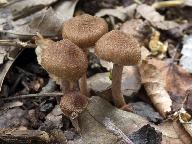 Inocybe cincinnata 