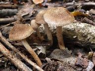 Inocybe cincinnata 