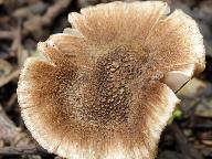 Inocybe cincinnata 