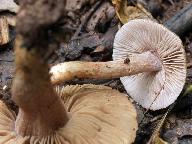 Inocybe cincinnata 