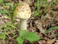 Amanita ceciliae