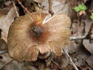 Inocybe asterospora