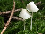 Mycena galopus var. candida