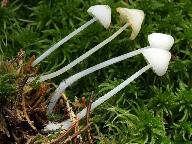 Mycena galopus var. candida