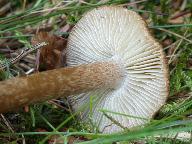 Inocybe soluta 