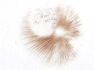 Conocybe albipes 