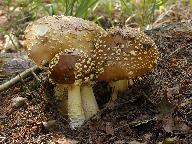 Amanita regalis