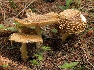 Amanita regalis