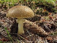 Amanita regalis